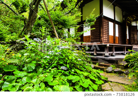 Kosokuji Temple (main hall and hydrangea) in Kamakura City, Kanagawa Prefecture 73818126