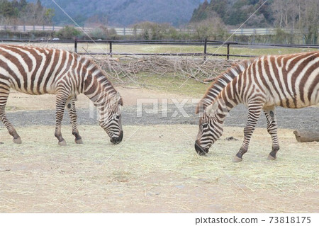 Grand zebra during a meal Grand zebra during a meal 73818175