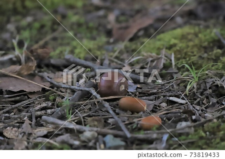Acorn falling on the ground Acorn falling on the ground 73819433