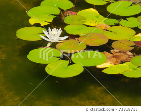 Nagoya Port Wildflower Garden Blue Bonett Water Lilies and Medaka Nagoya Port Wildflower Garden Blue Bonett Water Lilies and Medaka 73819713