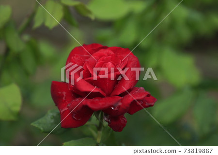 Arao City Ominous Citizen Flower Bed Rose Flower, Arao City Ominous Citizen Flower Bed Rose Flower, 73819887