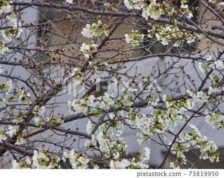 Cherry Brossoms Blooming in Apartment, Busan, South Korea, Asia 73819950