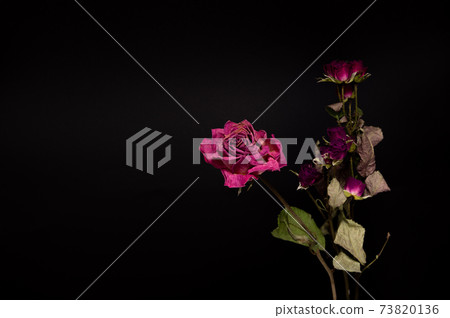 玫瑰乾花 玫瑰乾花 73820136