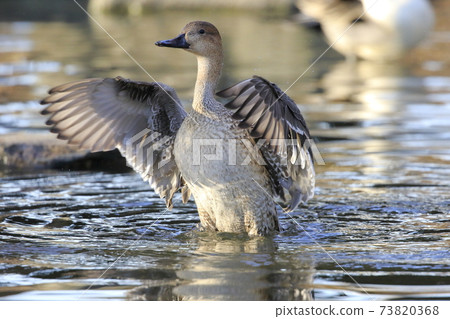 拍打獵鷹（女） 73820368