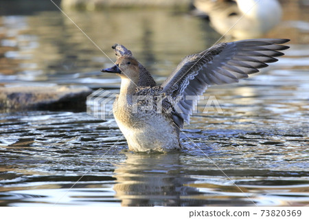 拍打獵鷹(女) 拍打獵鷹(女) 73820369