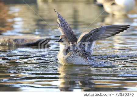 拍打獵鷹（女） 73820370