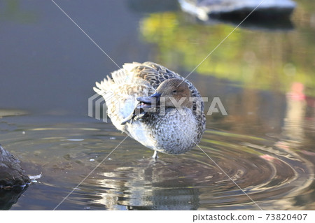 Pintail (female) grooming Pintail (female) grooming 73820407