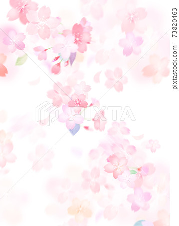 Cherry blossom background-there are multiple variations 73820463