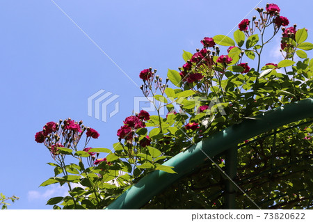 Violette, a purple vine rose that grows vigorously even in the half shade Violette, a purple vine rose that grows vigorously even in the half shade 73820622