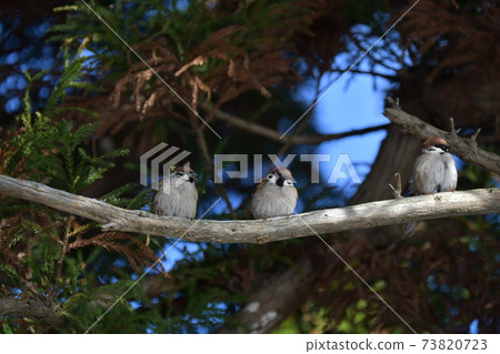 Fukusaka禮服 73820723