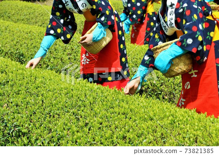 Early summer, picking new tea 73821385