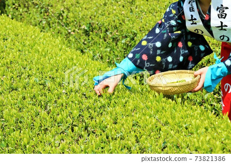 Early summer, picking fresh green tea Early summer, picking fresh green tea 73821386