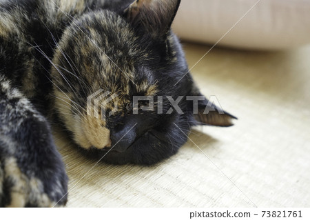 Cat sleeping on the floor Cat sleeping on the floor 73821761