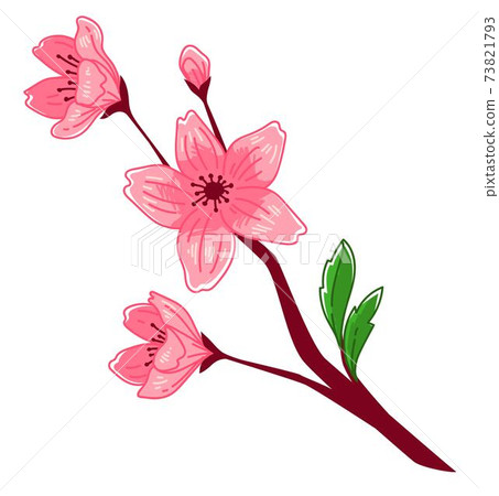 Sakura blooming, blossom of cherry tree branch 73821793