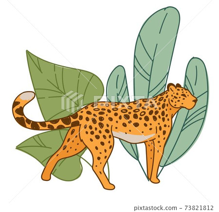 Leopard walking by wide leaves flora, habitat 73821812