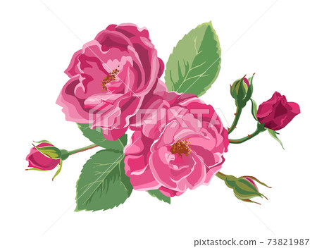 Blooming roses or peonies with leaves and buds 73821987