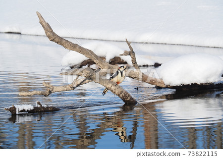 Great spotted woodpecker dancing in Kushiro Wetland in winter Great spotted woodpecker dancing in Kushiro Wetland in winter 73822115