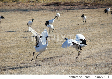 丹頂鶴愛情舞15 丹頂鶴愛情舞15 73822601