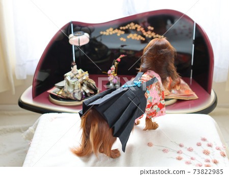 Dachshund enjoying the Doll's Festival Dachshund enjoying the Doll's Festival 73822985