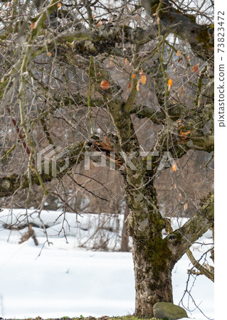 蘋果的樹幹在雪地裡折斷了 蘋果的樹幹在雪地裡折斷了 73823472
