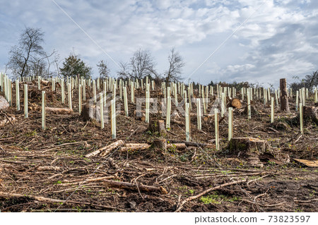 chopped Woodland new plantation Germany replanted with new sapling deciduous trees protected with plastic tubes 73823597