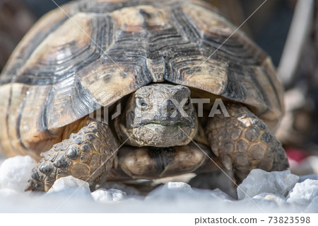 Turtle Testudo Marginata european landturtle closeup wildlife 73823598