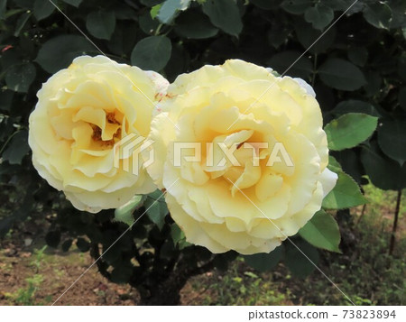 Elina, a rose with a nice cream yellow gentle color 73823894