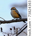 bull-headed shrike in Japan winter 73824363