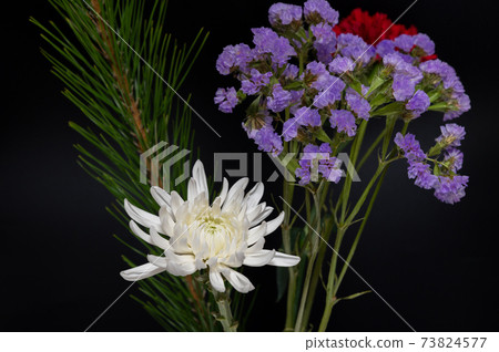 菊花松靜態 菊花松靜態 73824577