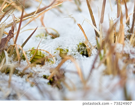 Dead grass and snow Dead grass and snow 73824907