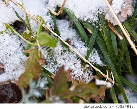 Dead grass and snow 73824912