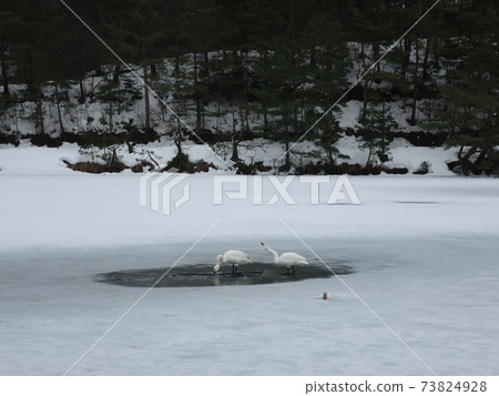Niigata Prefecture Ijimino Park Swan 73824928