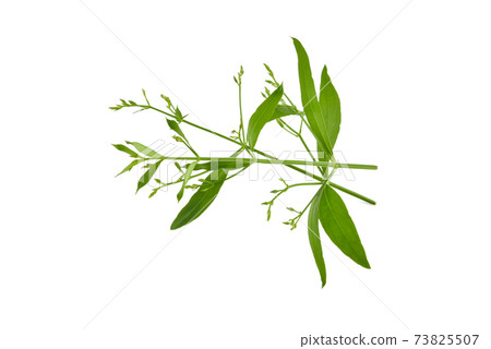 Andrographis paniculata plant on white background Andrographis paniculata plant on white background 73825507