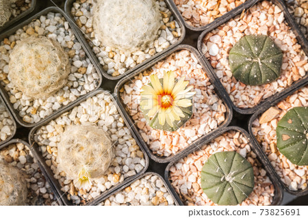 Cactus flowers, Astrophytum asterias with yellow flower is blooming on pot, Succulent, Cacti, Cactaceae, Tree, Drought tolerant plant. Cactus flowers, Astrophytum asterias with yellow flower is blooming on pot, Succulent, Cacti, Cactaceae, Tree, Drought tolerant plant. 73825691