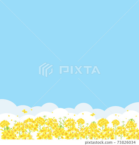 Blue sky and rape field background illustration (square) Blue sky and rape field background illustration (square) 73826034