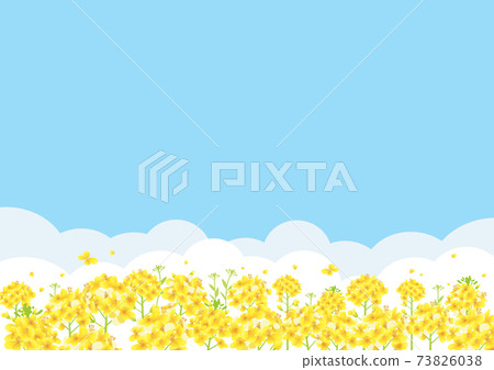 Blue sky and rape field background illustration (horizontal A3 / A4 ratio) 73826038