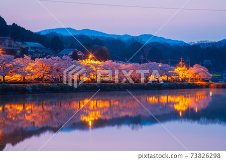 廣島縣莊原市上野公園的櫻花 廣島縣莊原市上野公園的櫻花 73826298