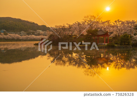 廣島縣莊原市櫻花盛開的上野公園的日出 廣島縣莊原市櫻花盛開的上野公園的日出 73826328