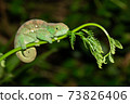Colorful chameleon in a close-up in the rainforest in Madagascar 73826406