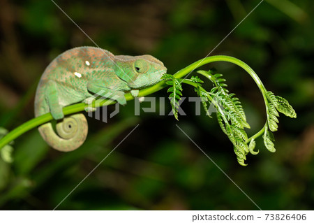 Colorful chameleon in a close-up in the rainforest in Madagascar 73826406