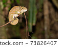 Colorful chameleon in a close-up in the rainforest in Madagascar 73826407
