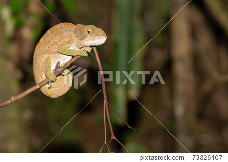 Colorful chameleon in a close-up in the rainforest in Madagascar 73826407
