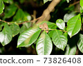 Colorful chameleon in a close-up in the rainforest in Madagascar 73826408