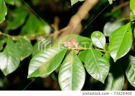 Colorful chameleon in a close-up in the rainforest in Madagascar 73826408