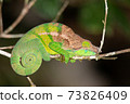Colorful chameleon in a close-up in the rainforest in Madagascar 73826409