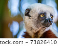 The Coquerel Sifaka in its natural environment in a national park on the island of Madagascar 73826410