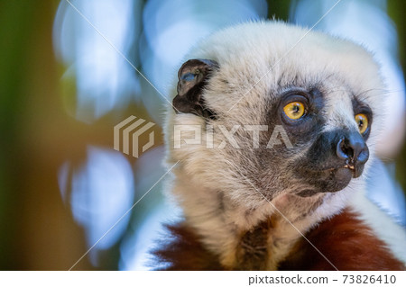 The Coquerel Sifaka in its natural environment in a national park on the island of Madagascar The Coquerel Sifaka in its natural environment in a national park on the island of Madagascar 73826410