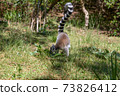 A funny ring-tailed lemur in its natural environment 73826412