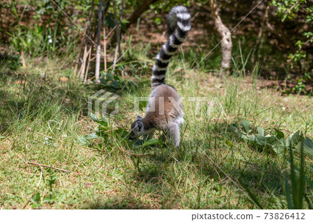 A funny ring-tailed lemur in its natural environment A funny ring-tailed lemur in its natural environment 73826412