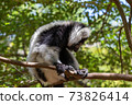 A black and white Vari Lemur looks quite curious 73826414